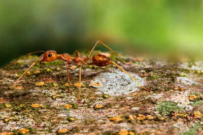 Close-up of ant on leaf