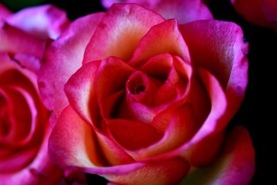 Close-up of pink rose