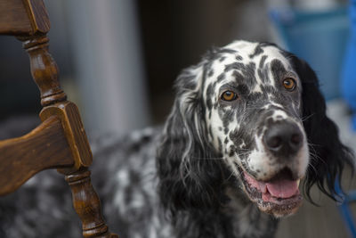 Dog english setter