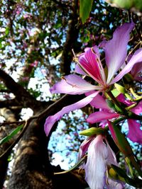 Close-up low angle view of flowers