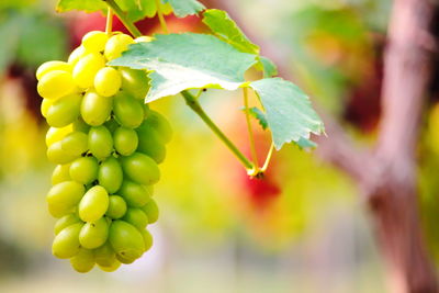 Close-up of grapes growing on tree