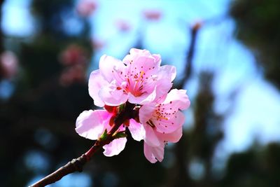 Close-up of pink flowers