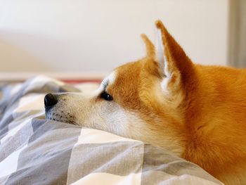 Close-up of a dog looking away