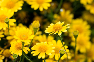 Close-up of yellow flowering plant on field