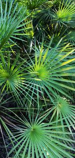 Full frame shot of palm tree