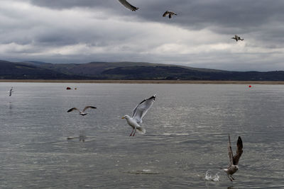 Seagulls flying over lake against sky