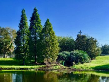 Trees and plants against clear sky