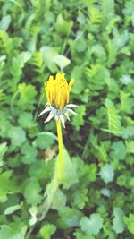 Close-up of yellow flower blooming outdoors