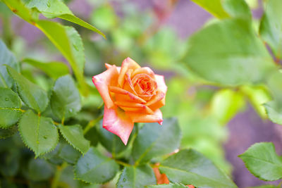 A small yellow pink rose on a green bush