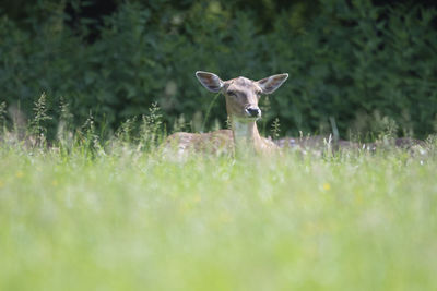 European deer capreolus capreolus