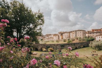 Close-up of pink flowering plants against cloudy sky