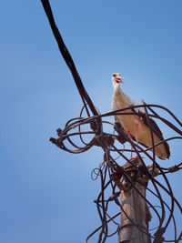 Low angle view of bird perching on a tree