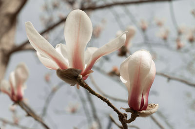 Close-up of cherry blossom on tree