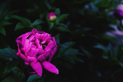 Close-up of pink rose