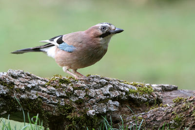 Close-up of bird perching on rock