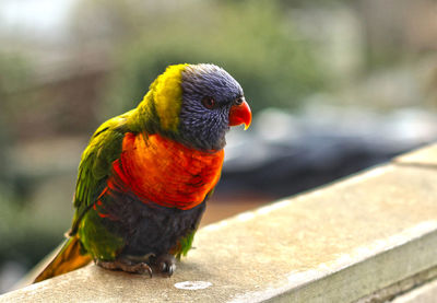 Rainbow lorikeet perching on retaining wall