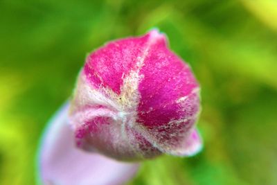 Close-up of pink flower