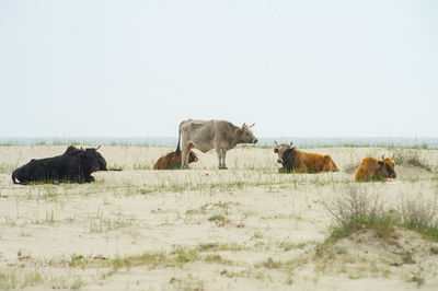 Cows returned from grazing stand on the beach in danube delta romania