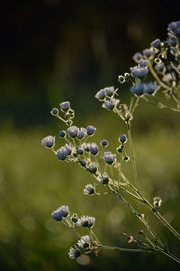 Close-up of flowering plant