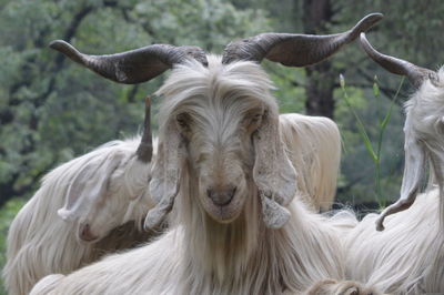 Close-up portrait of white horse