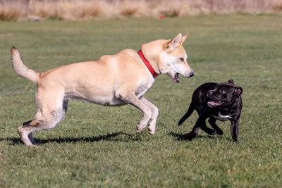 Dogs running on grassy field