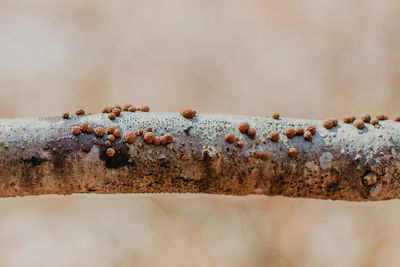 Close-up of nectriaceae fungi on a branch