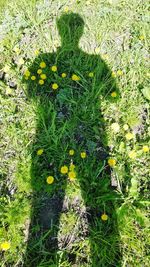 High angle view of yellow flowers growing in field