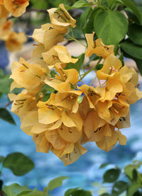 Close-up of yellow flowering plant