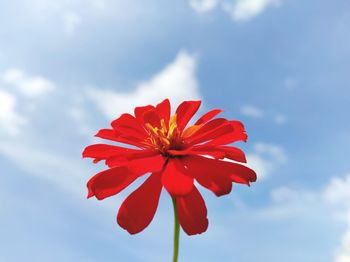 Low angle view of red flowering against sky