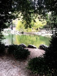 Scenic view of lake in forest