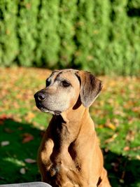 Close-up of a dog looking away