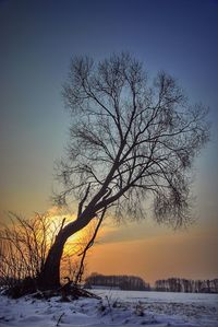 Bare tree on snow field against clear sky during sunset
