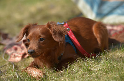 Close-up of a dog on field