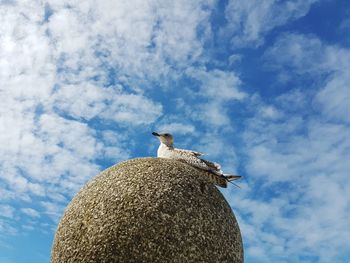 Low angle view of bird perching on rock against sky