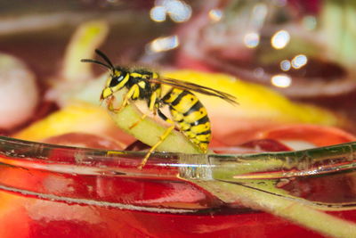 Close-up of insect perching on leaf