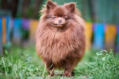 Portrait of a dog on field