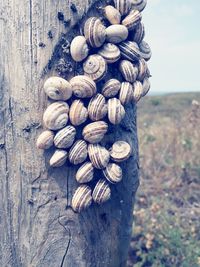 Close-up of shells on field