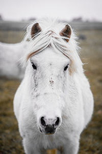 Portrait of white horse