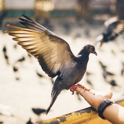 Close-up of pigeon perching on hand