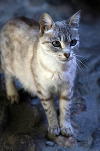 Close-up portrait of cat looking away