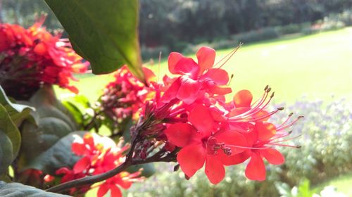 Close-up of red flowers blooming outdoors