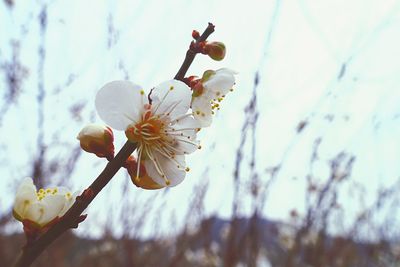 Close-up of cherry blossoms in spring