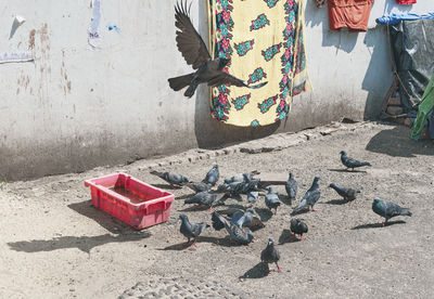 Flock of pigeons drinking water at kalighat, kolkata street