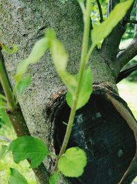 High angle view of plant growing on tree trunk