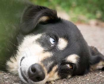 Close-up portrait of puppy relaxing outdoors