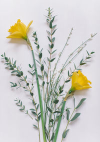 Close-up of yellow flowering plant