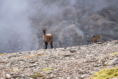 Horse standing on rock