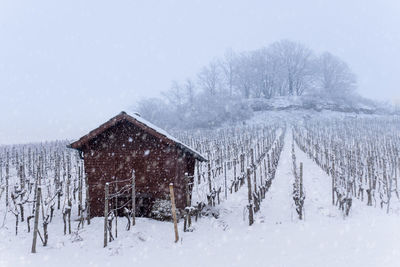 Hut in the winter in the vineyards