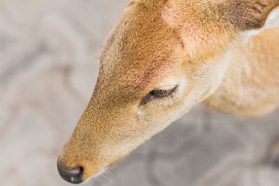 Close-up of a lizard