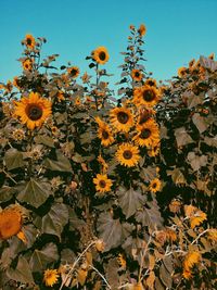 Close-up of yellow flowering plant against sky